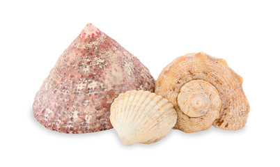 Sea cockleshells.