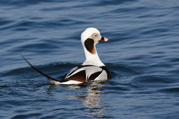 Long-tailed Duck (Clangula hyemalis) ♂