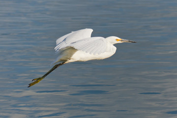 Snowy Egret in Flight