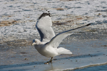 Fototapeta na wymiar Ring-billed Gull on Ice
