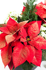 Poinsettia