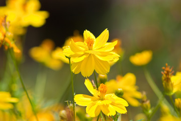 Obraz premium Marigold flowers