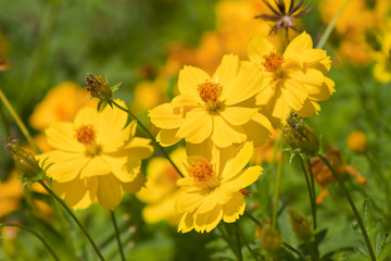 Marigold flowers