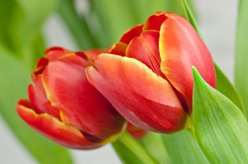 Naklejka premium tulips