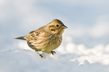 yellowhammer