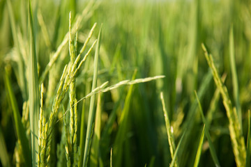 Rice and rice fields.