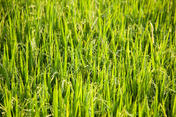 Fototapeta na wymiar Rice and rice fields.