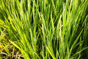 Rice and rice fields.