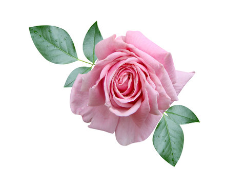 Roses flowers it is isolated a holiday