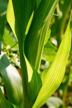 Closeup of Corn Leaves