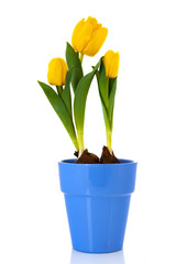 Yellow tulips