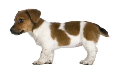 Side view of a jack russel terrier puppy (3 months old)