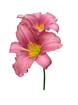Lilies flowers it is isolated a holiday