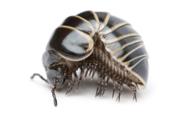 Glomeris marginata. Is a common European species of pill millipe