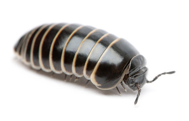 Glomeris marginata. Is a common European species of pill millipe