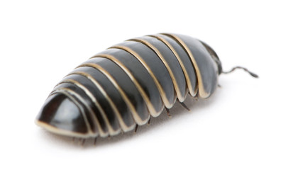 Glomeris marginata. Is a common European species of pill millipe © Eric Isselée