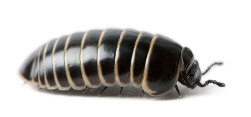 Glomeris marginata. Is a common European species of pill millipe
