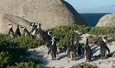 Papier Peint photo Lavable Afrique du Sud African penguins