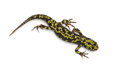 Marbled Newt - Triturus marmoratus