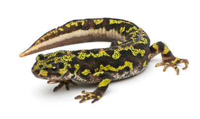 Obraz premium Marbled Newt - Triturus marmoratus