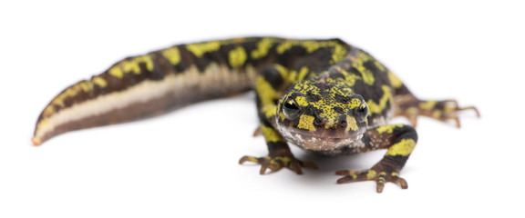 Marbled Newt - Triturus marmoratus