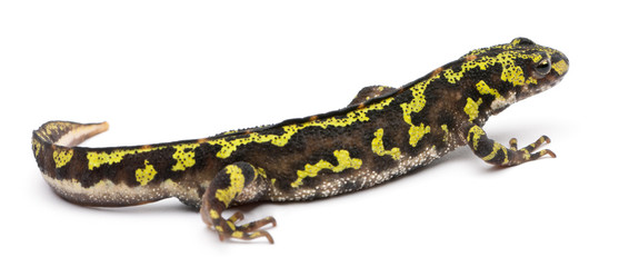 Marbled Newt - Triturus marmoratus