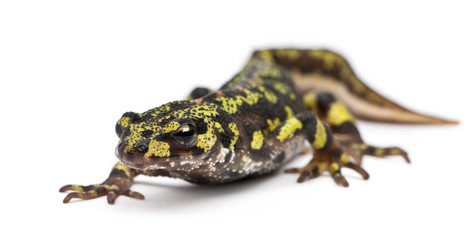 Marbled Newt - Triturus marmoratus