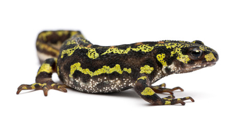 Marbled Newt - Triturus marmoratus