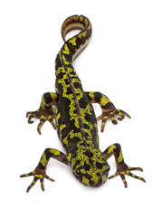 Marbled Newt - Triturus marmoratus