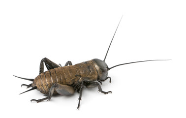 Mediterranean field cricket - Gryllus bimaculatus