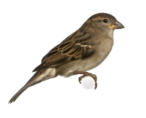 female House Sparrow - Passer domesticus (5 months old)