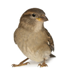 female House Sparrow - Passer domesticus (5 months old)