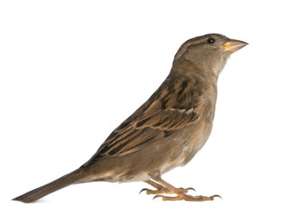 female House Sparrow - Passer domesticus (5 months old)