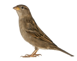female House Sparrow - Passer domesticus (5 months old)