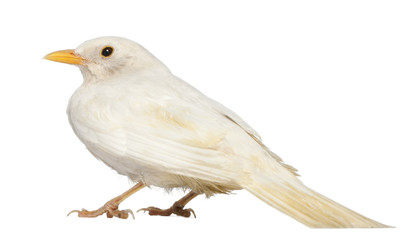 White Common Blackbird - Turdus merula