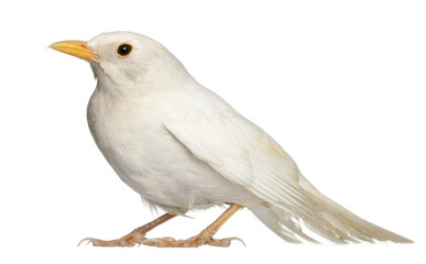 White Common Blackbird - Turdus merula