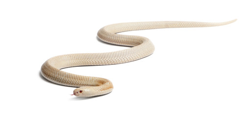 Albinos monocled cobra  - Naja kaouthia (poisonous)