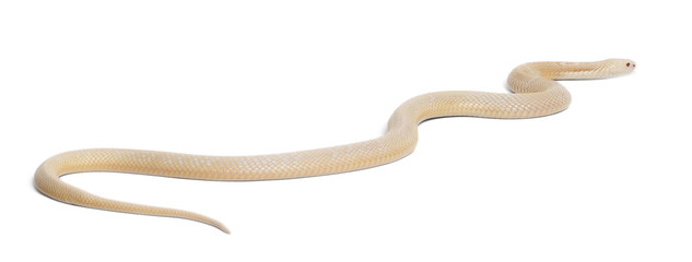 Obraz premium Albinos monocled cobra - Naja kaouthia (poisonous)
