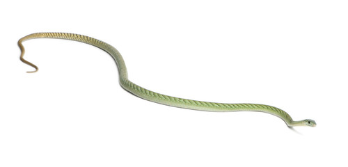 Western green mamba  - Dendroaspis viridis, poisonous