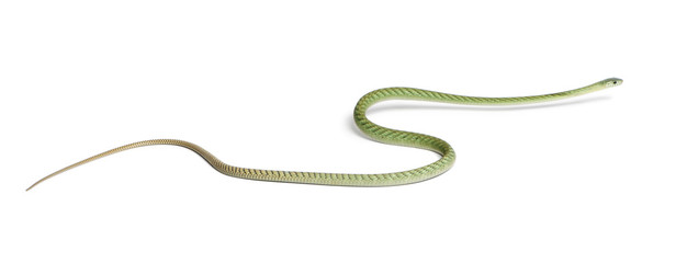 Western green mamba  - Dendroaspis viridis, poisonous