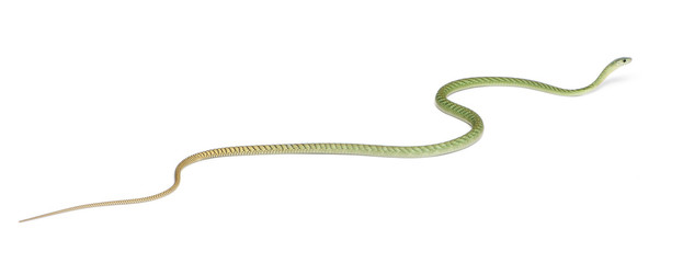 Western green mamba  - Dendroaspis viridis, poisonous
