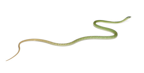 Western green mamba  - Dendroaspis viridis, poisonous