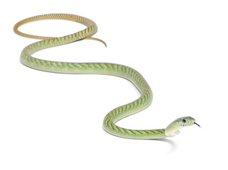 Western green mamba  - Dendroaspis viridis, poisonous