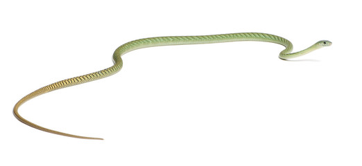 Western green mamba  - Dendroaspis viridis, poisonous