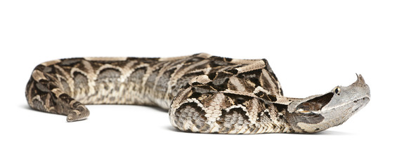 Naklejka premium Gaboon viper - Bitis gabonica, poisonous