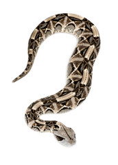 Gaboon viper - Bitis gabonica, poisonous