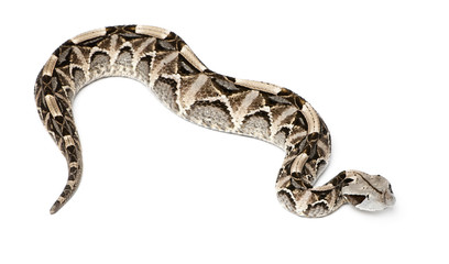 Obraz premium Gaboon viper - Bitis gabonica, poisonous