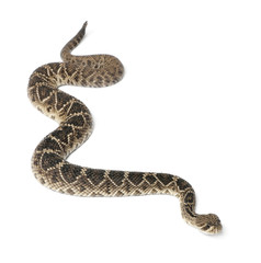 Naklejka premium eastern diamondback rattlesnake - Crotalus adamanteus