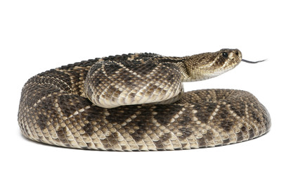eastern diamondback rattlesnake - Crotalus adamanteus