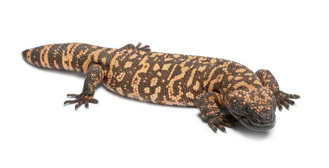 Fototapeta premium Gila monster - Heloderma suspectum, poisonous